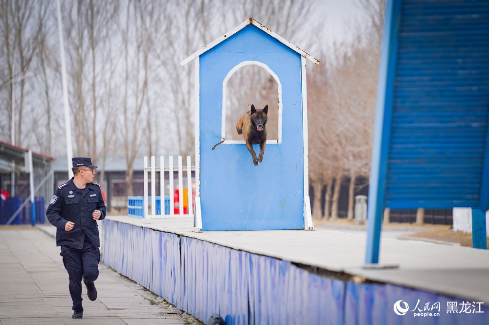 探访哈尔滨警犬训练基地：特殊“尖兵”的日常锤炼