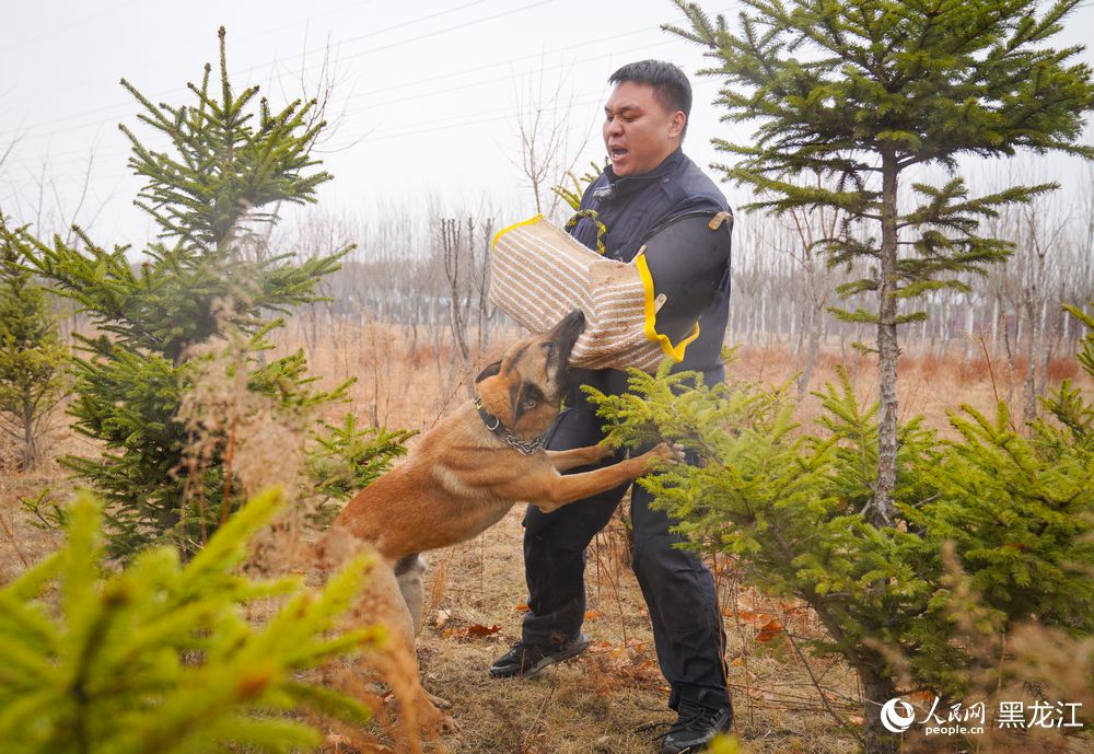 探访哈尔滨警犬训练基地：特殊“尖兵”的日常锤炼