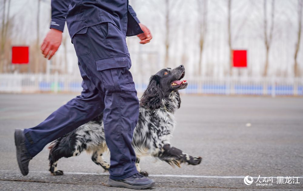 探访哈尔滨警犬训练基地：特殊“尖兵”的日常锤炼