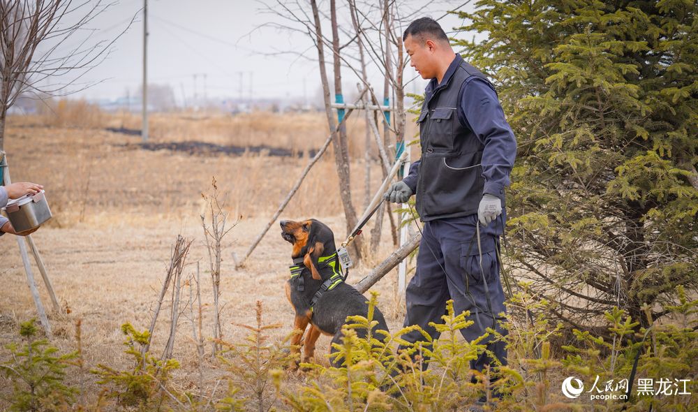 探访哈尔滨警犬训练基地：特殊“尖兵”的日常锤炼