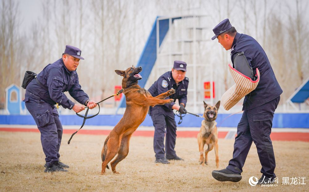 探访哈尔滨警犬训练基地：特殊“尖兵”的日常锤炼
