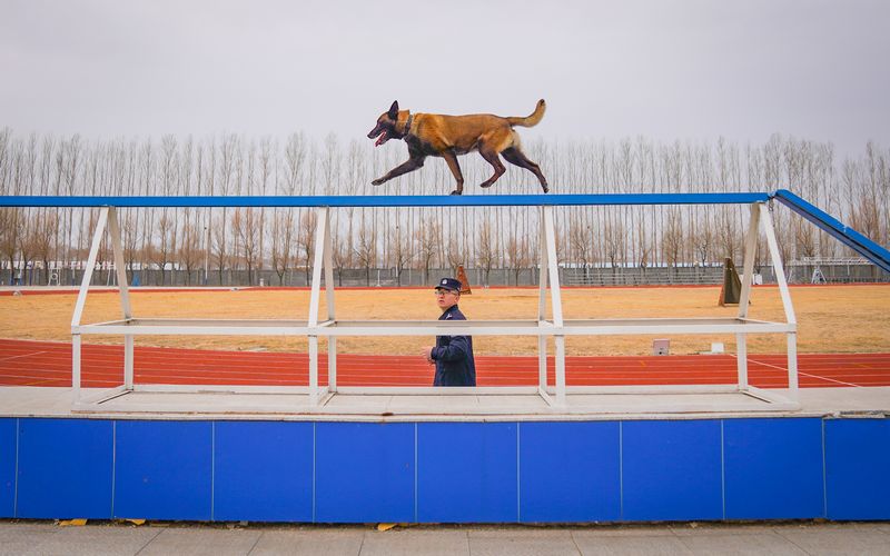 探访哈尔滨警犬训练基地：特殊“尖兵”的日常锤炼