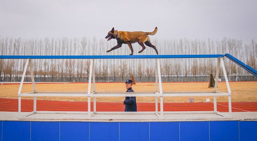 探訪哈爾濱警犬訓練基地