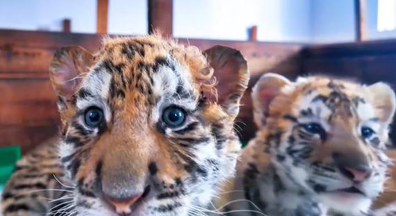 海林：10只满月东北虎幼崽亮相