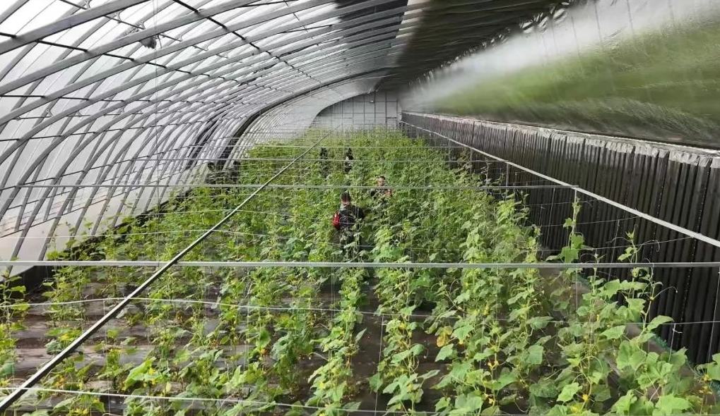 龍江森工集團走出營林產業化新路徑