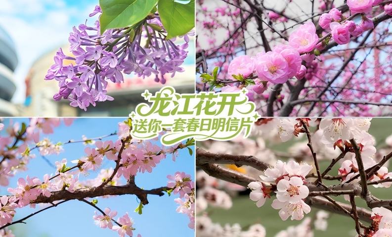 龙江花开，送你一套春日明信片！