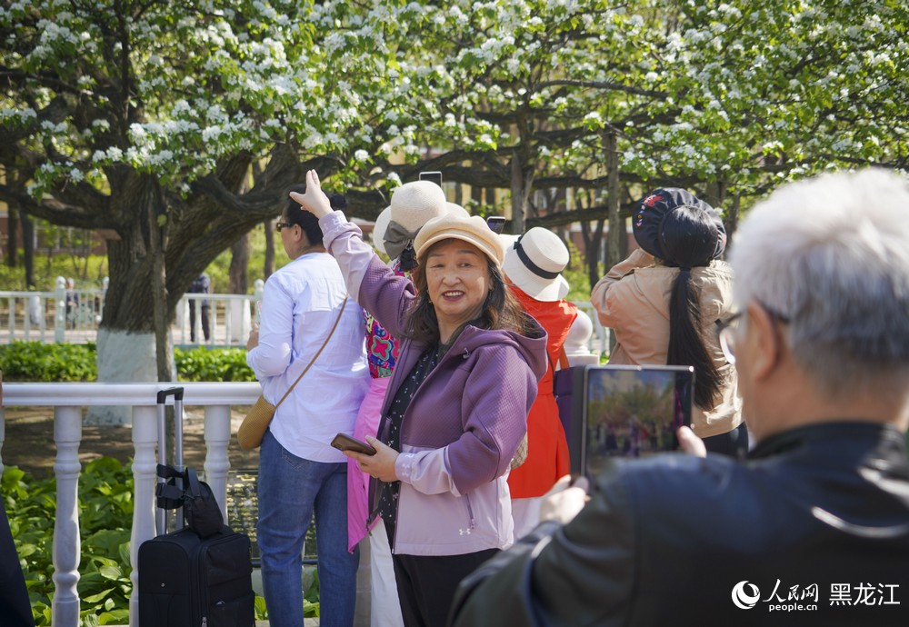 黑龙江哈尔滨：百年古梨树繁花绽放迎客来