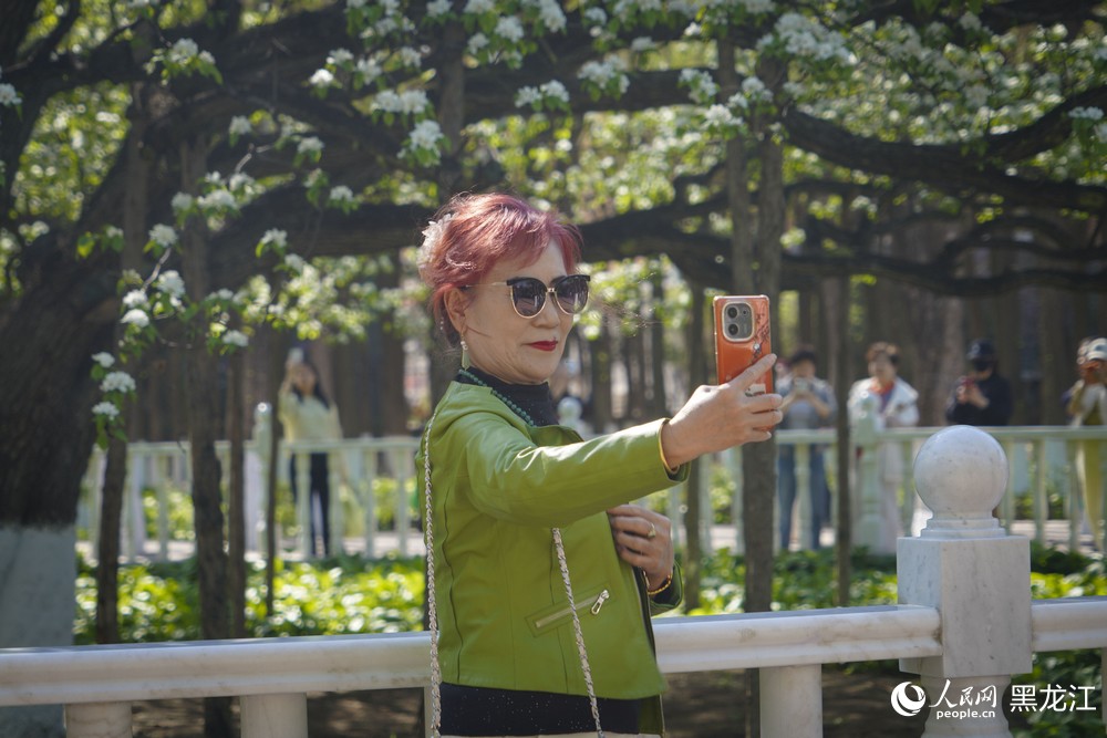 黑龍江哈爾濱：百年古梨樹繁花綻放迎客來