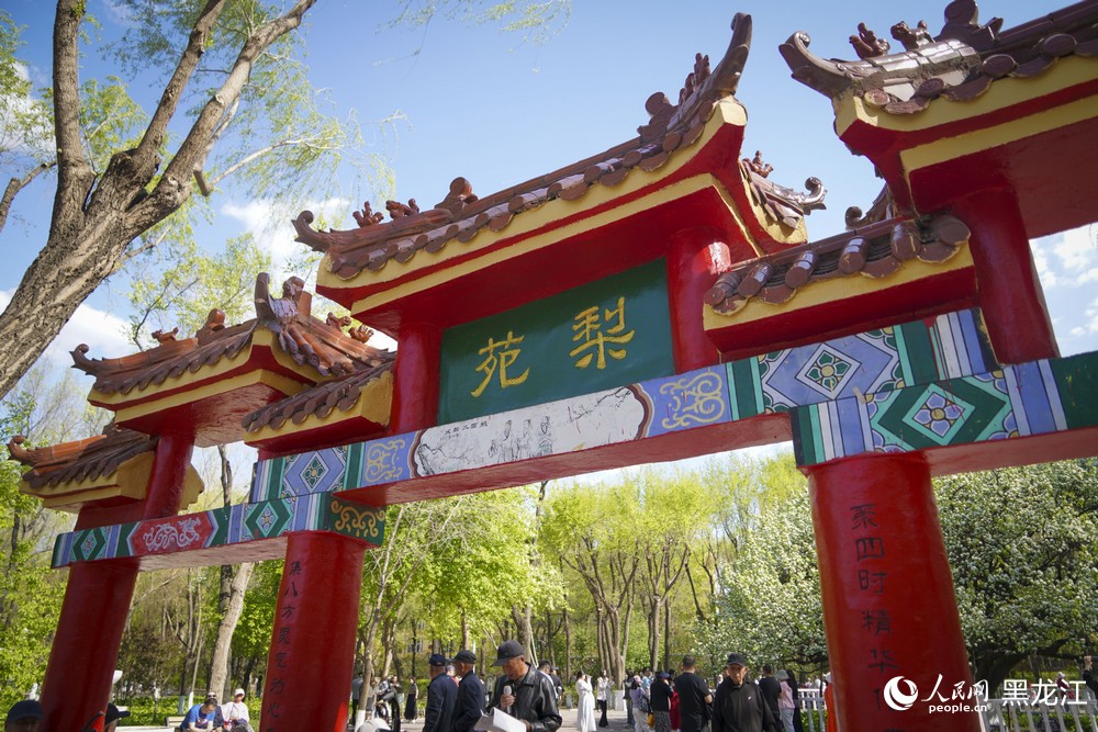 黑龍江哈爾濱：百年古梨樹繁花綻放迎客來