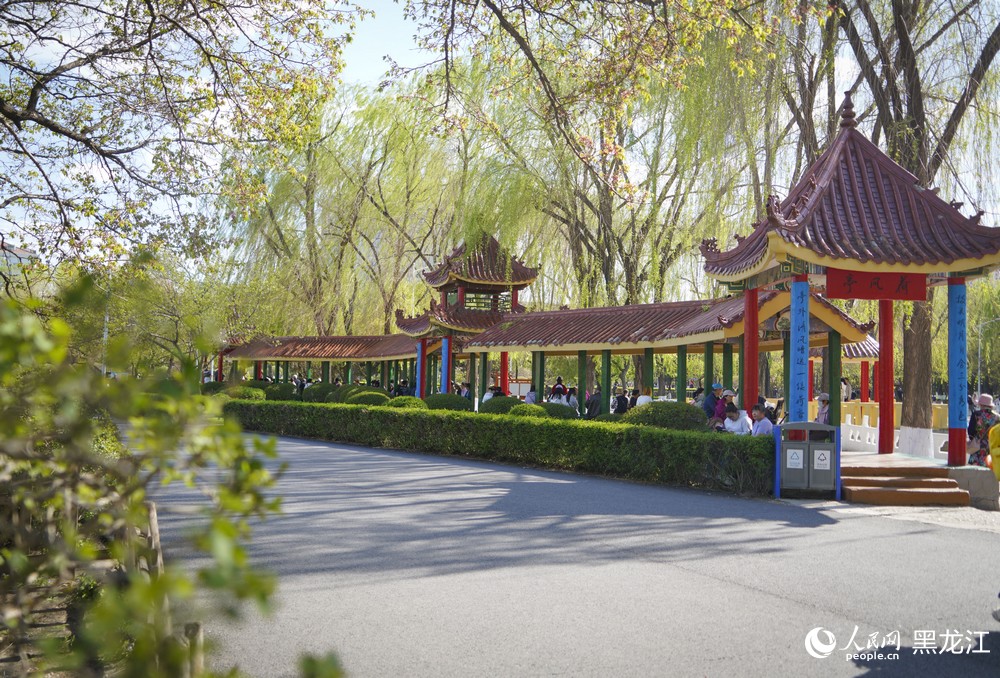 黑龙江哈尔滨：百年古梨树繁花绽放迎客来