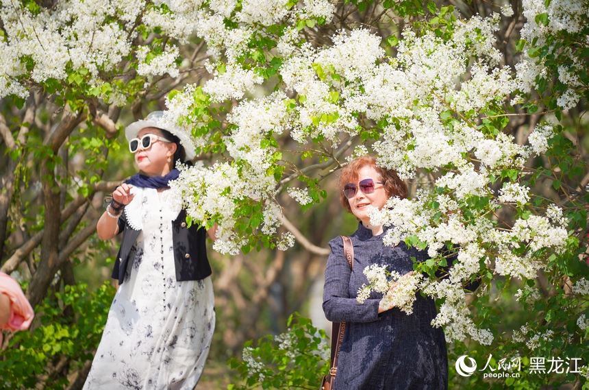 丁香花海扮靓“冰城”