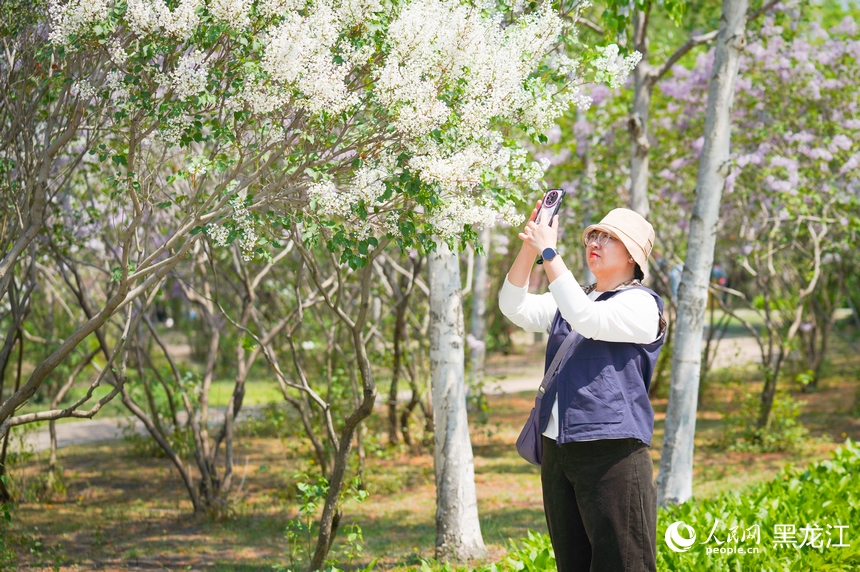 丁香花海扮靓“冰城”