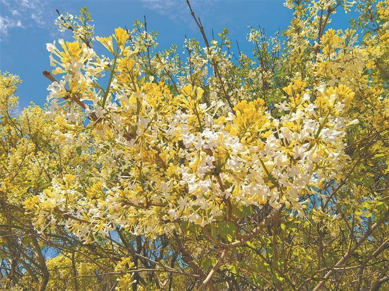 丁香花开