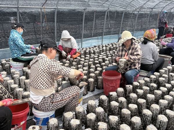 村民正在采摘木耳。图片由鸡西市委宣传部提供