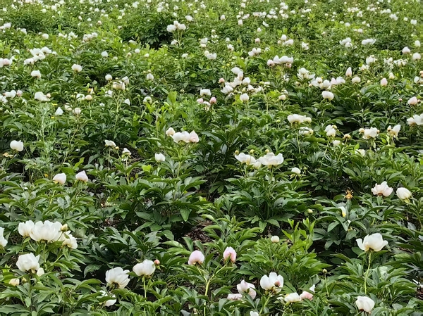 富裕县塔哈镇赤芍种植成效。