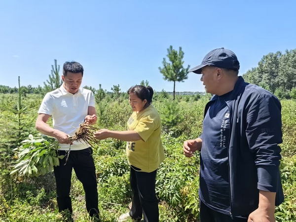 富裕县周六中药材种植专业合作社为农户提供中草药种植技术指导。