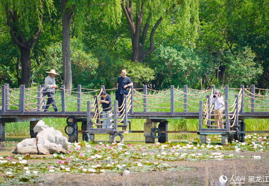 限定夏日美景上线！哈尔滨丁香公园睡莲进入最佳观赏期