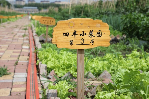 四丰村被认领的小菜园。佳木斯市郊区委宣传部供图