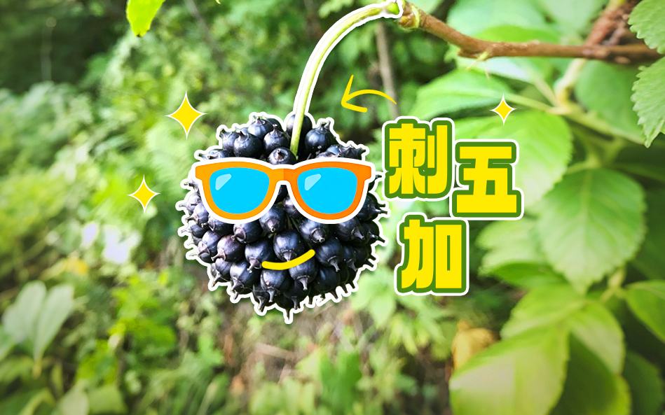刺五加，加什么？