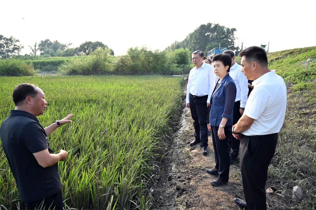 在五常市二道通拦河坝附近遭受洪涝灾害的水田，梁惠玲了解抢排农田积水、受灾农作物扶苗洗苗等情况，调研督导抢险救灾工作。