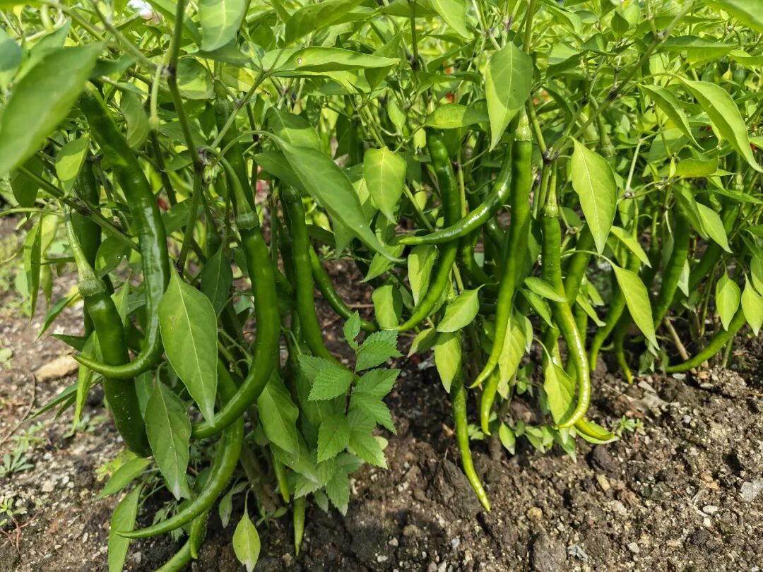 石头河子镇核心村辣椒种植基地
