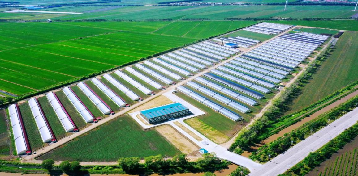 大锦农有机果蔬种植基地。图片由富锦市委宣传部提供