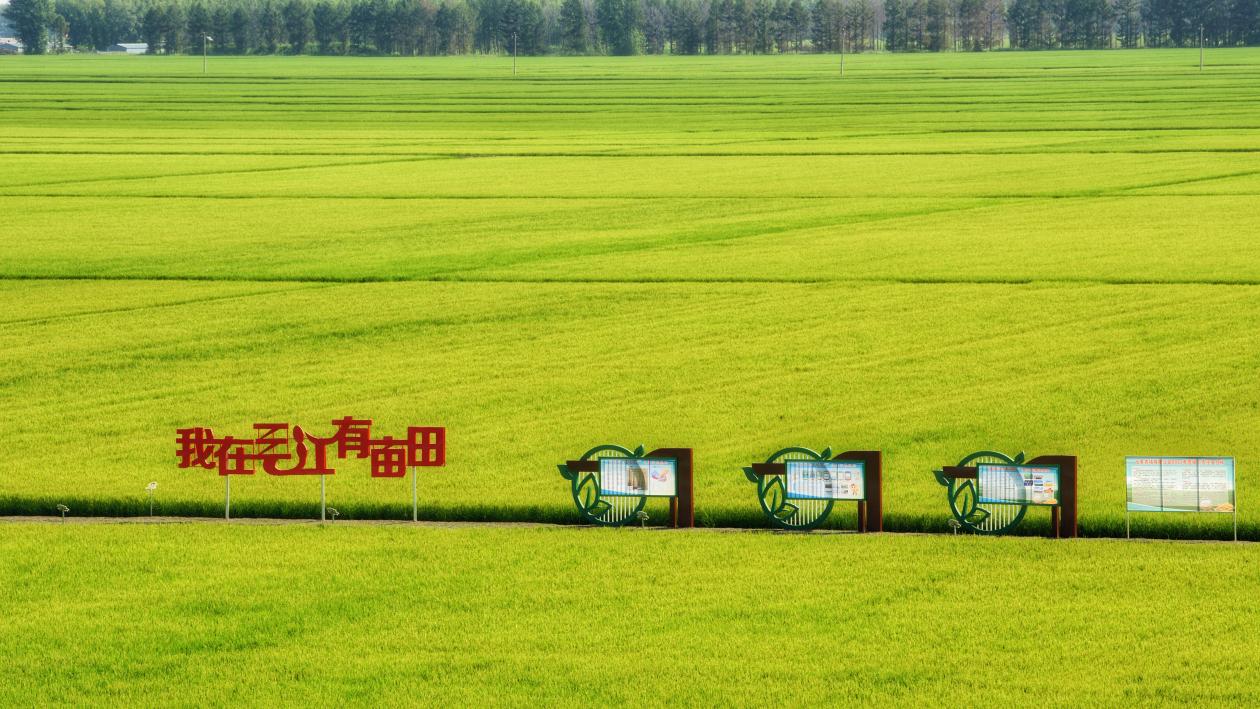 “我在三江有亩田”水稻田。北大荒建三江分公司供图