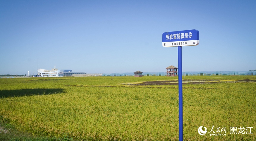 佳木斯富锦：以稻为墨 绘就农文旅新图景