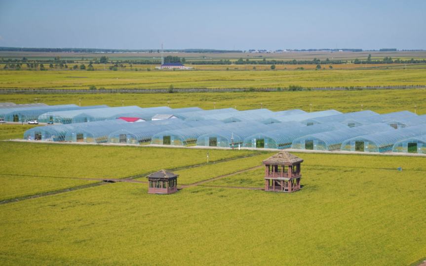 佳木斯富锦：以稻为墨 绘就农文旅新图景