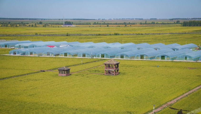 佳木斯富錦：以稻為墨 繪就農文旅新圖景