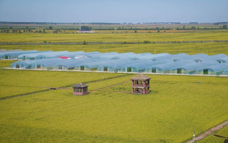 佳木斯富锦：以稻为墨 绘就农文旅新图景
