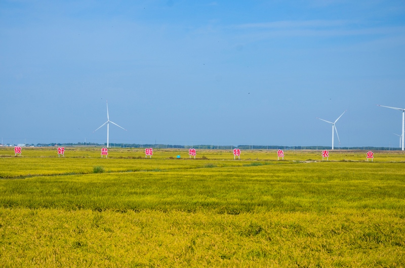 大庆市大同区盐碱地水稻种植基地。大庆市委宣传部供图