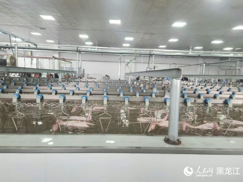 肇源县益客鹅香久食品有限公司屠宰车间。人民网记者 韩婷澎摄