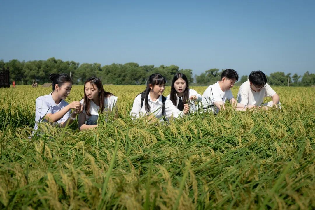 师生代表深入五常稻田基地实地考察稻米产区