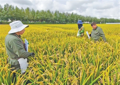 黑龙江省农业科学院佳木斯分院专家在种植“合粳21”的农田里进行实地测产。  受访者供图