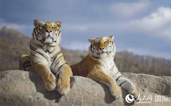 10月21日，牡丹江海林市横道河子东北虎林园，两只东北虎在石头上晒太阳。 人民网 苏靖刚摄