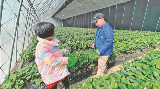 黑龙江省新日光温室大棚经济全速崛起